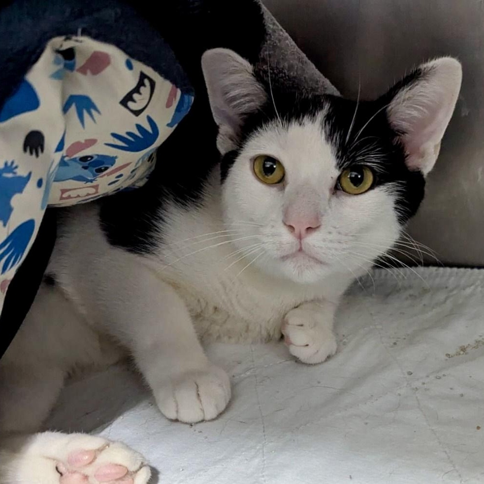 Enlarge Rocky, an adopted Domestic Short Hair in Freeport, NY image 1/3