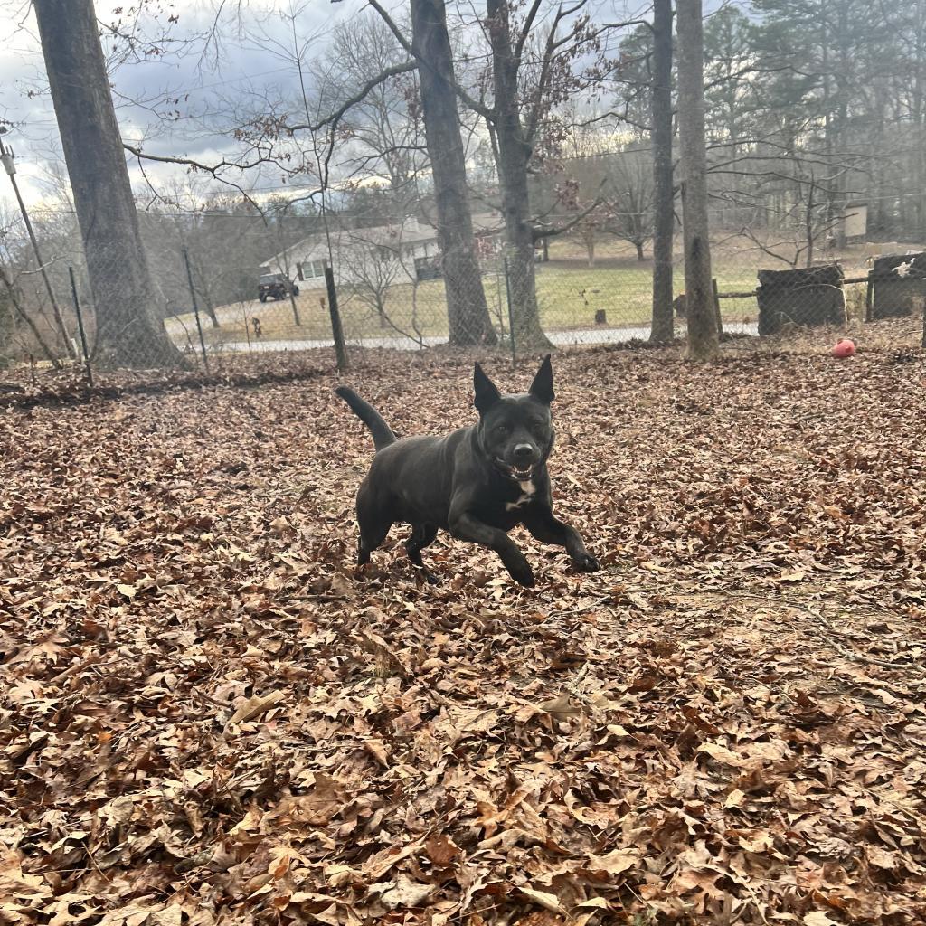 Ritchie, Adoptable, Adult Male Australian Kelpie.