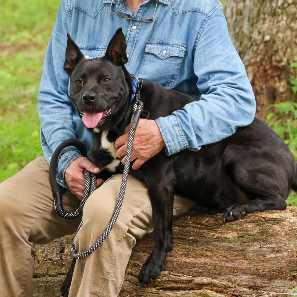 Enlarge Ritchie, a Adoptable Australian Kelpie in Blairsville, GA image 2/6