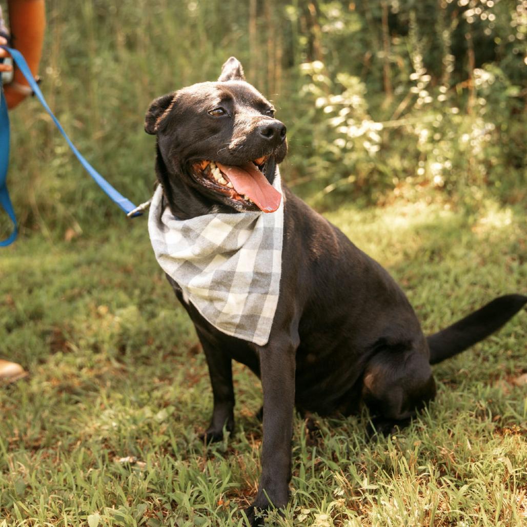 Enlarge Ritchie, a Adoptable Australian Kelpie in Blairsville, GA image 3/6