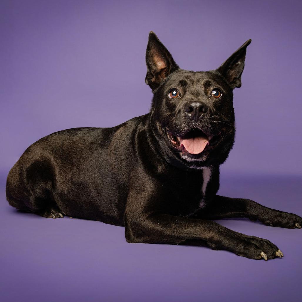 Ritchie, a Adoptable Australian Kelpie in Blairsville, GA image 2/6