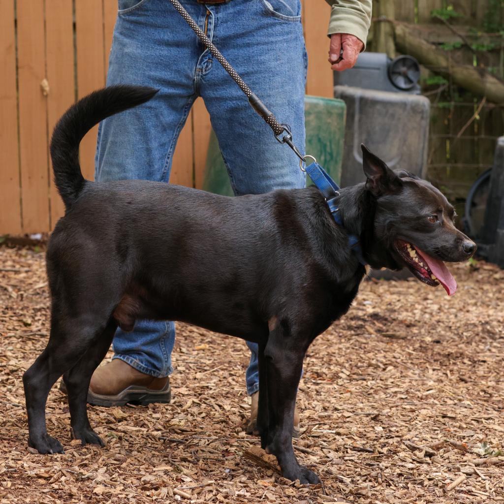 Enlarge Ritchie, a Adoptable Australian Kelpie in Blairsville, GA image 4/6