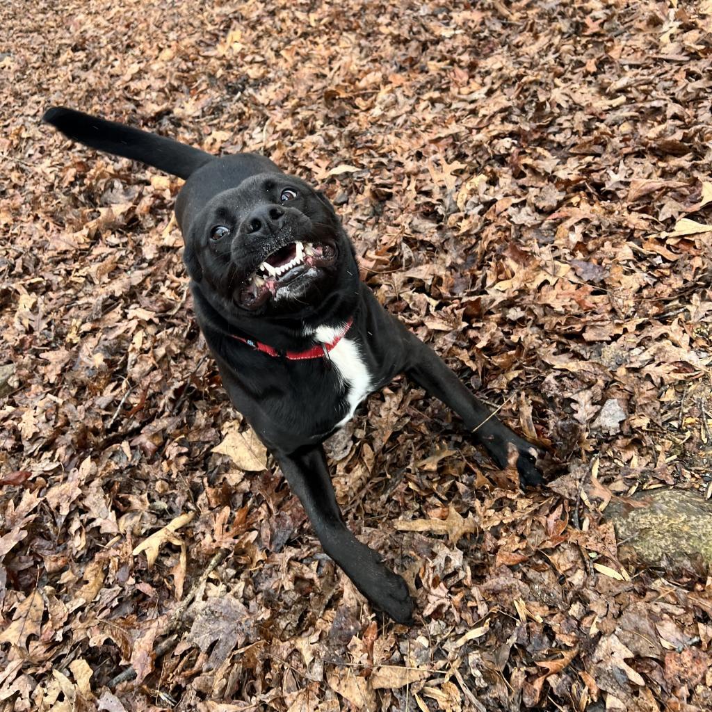 Enlarge Ritchie, a Adoptable Australian Kelpie in Blairsville, GA image 5/6