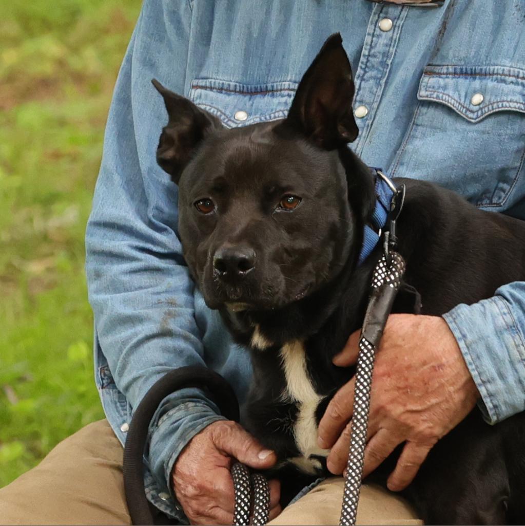 Enlarge Ritchie, a Adoptable Australian Kelpie in Blairsville, GA image 6/6