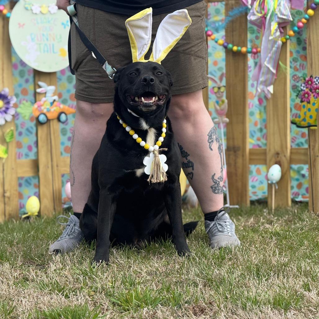 Enlarge Ritchie, a Adoptable Australian Kelpie in Blairsville, GA image 6/6