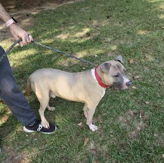 Pharaoh, a Adoptable Pit Bull Terrier in Roswell, GA image 2/3