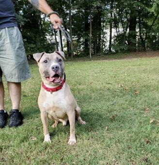 Pharaoh, Adoptable, Adult Male Pit Bull Terrier.