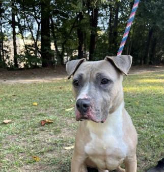 Pharaoh, a Adoptable Pit Bull Terrier in Roswell, GA image 3/3