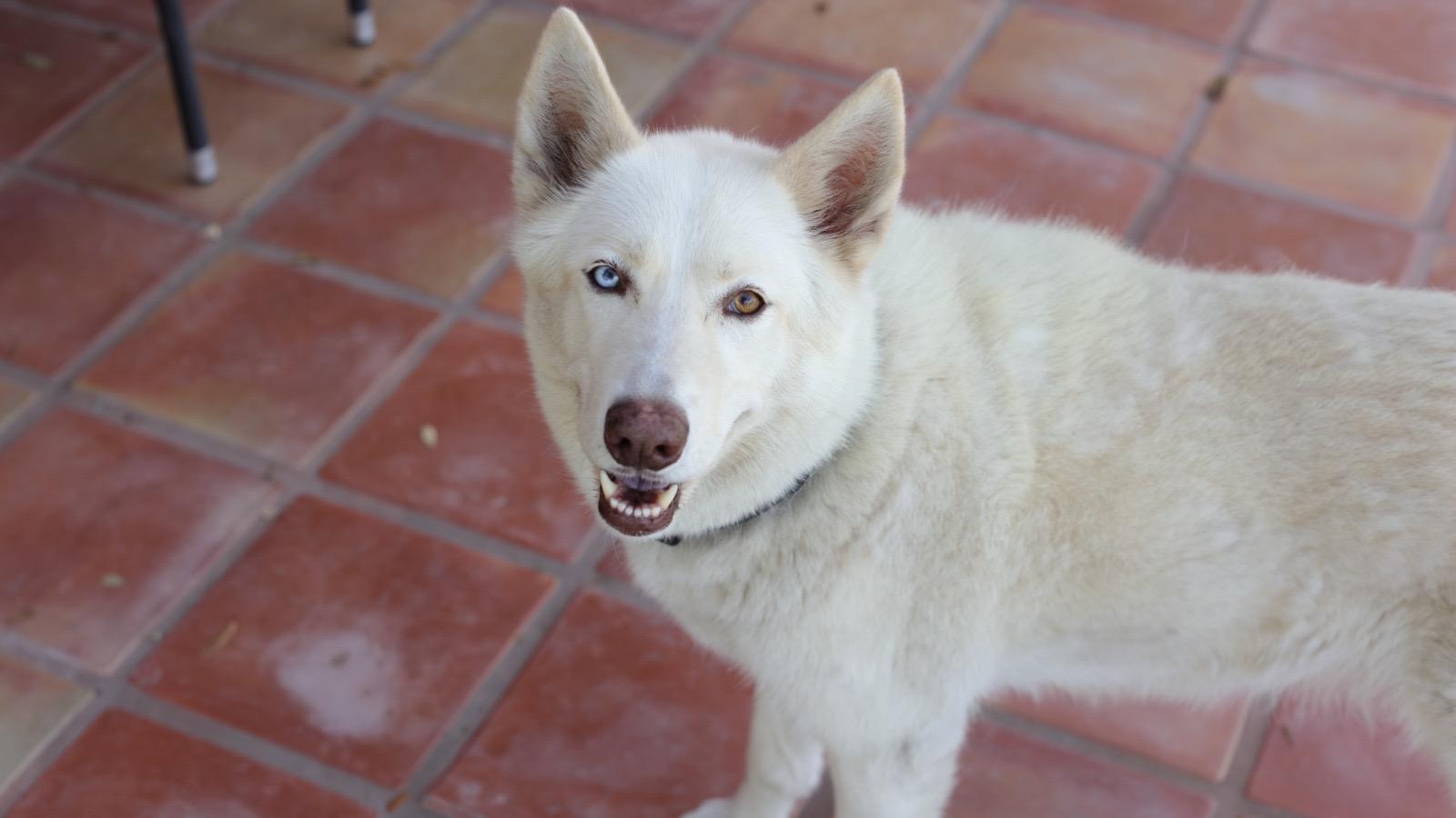 Enlarge Angel, an adopted mixed breed in MISSION, TX image 1/5