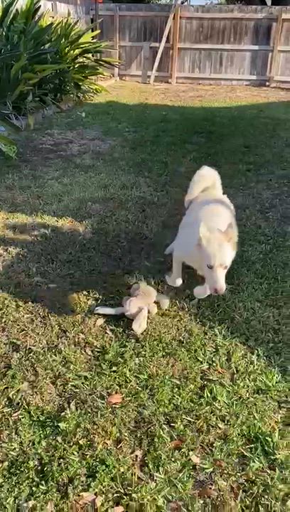 Enlarge Angel, an adopted mixed breed in MISSION, TX video 3/5