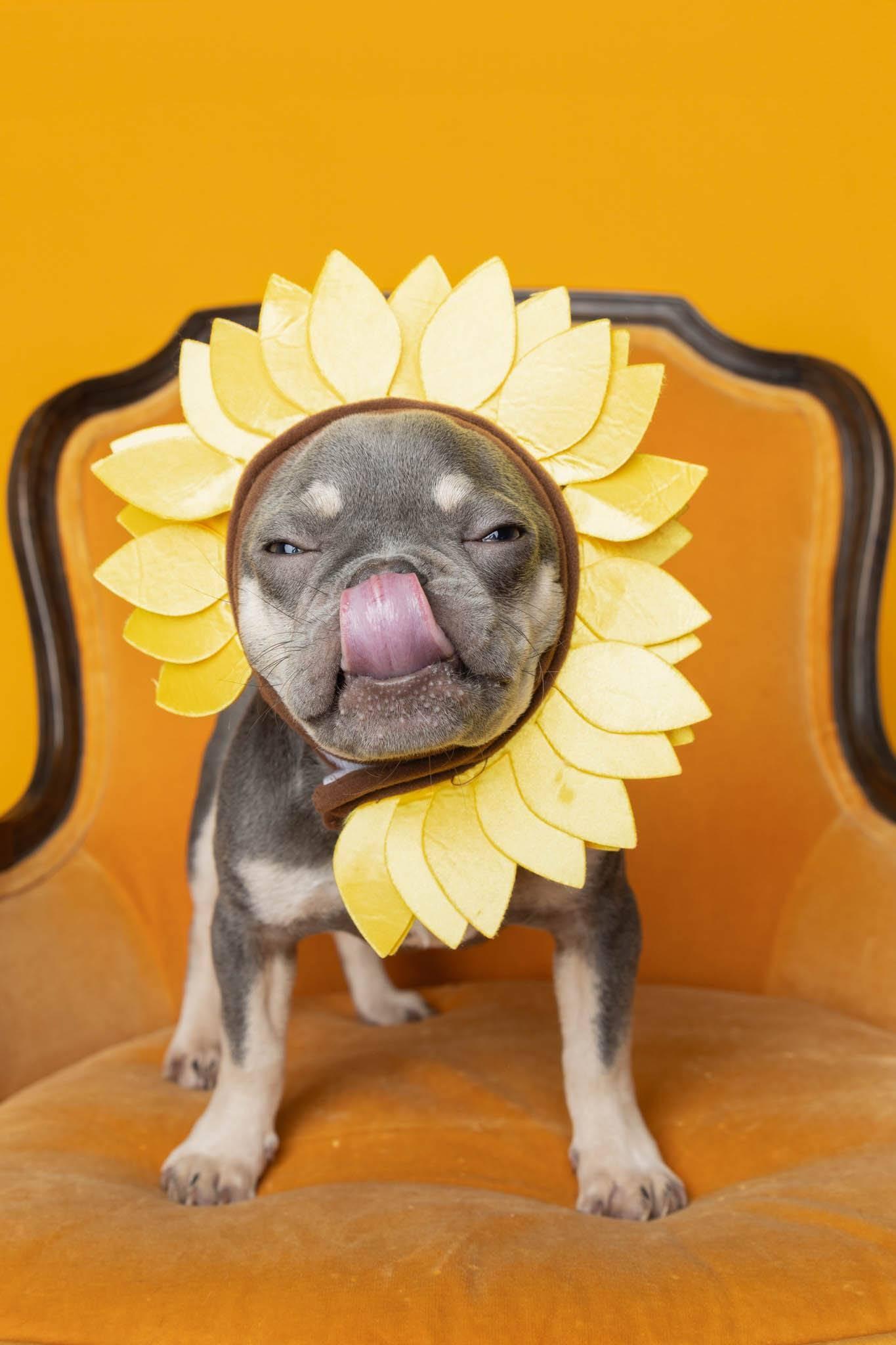 Enlarge Finnegan, a Adoptable French Bulldog in Blaine, MN image 1/3
