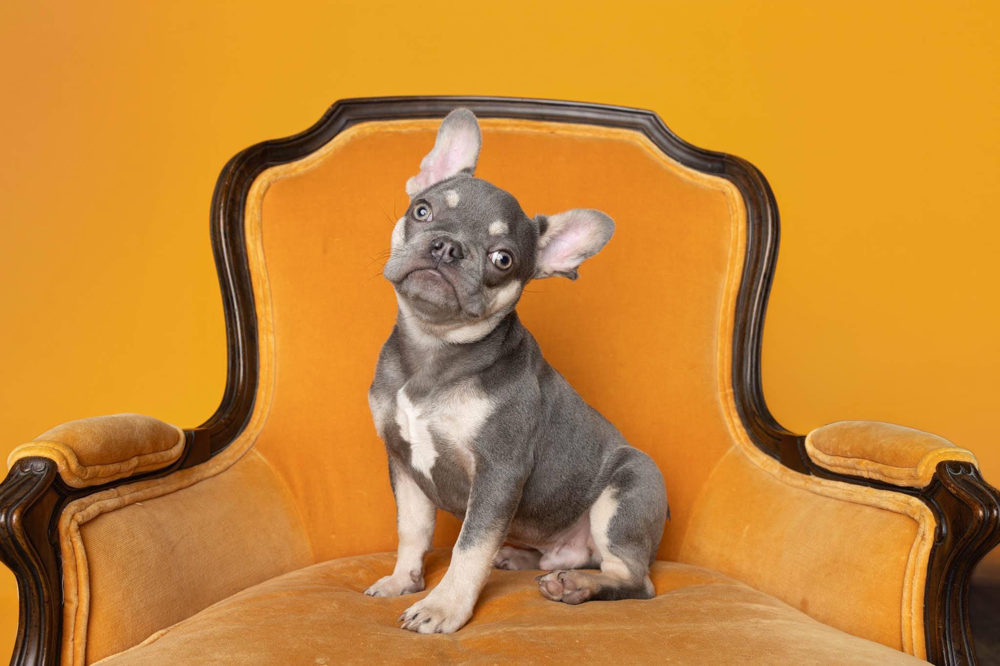 Enlarge Finnegan, a Adoptable French Bulldog in Blaine, MN image 2/3