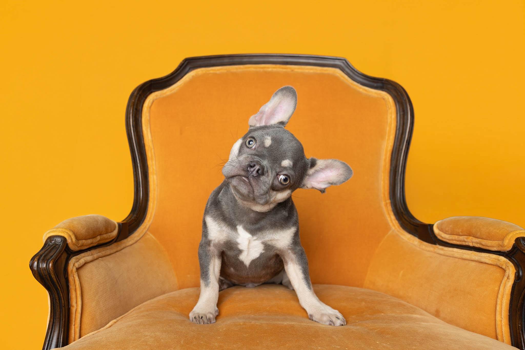 Enlarge Finnegan, a Adoptable French Bulldog in Blaine, MN image 3/3