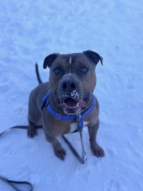 JASON, Adoptable, Young Male American Bulldog & Pit Bull Terrier.
