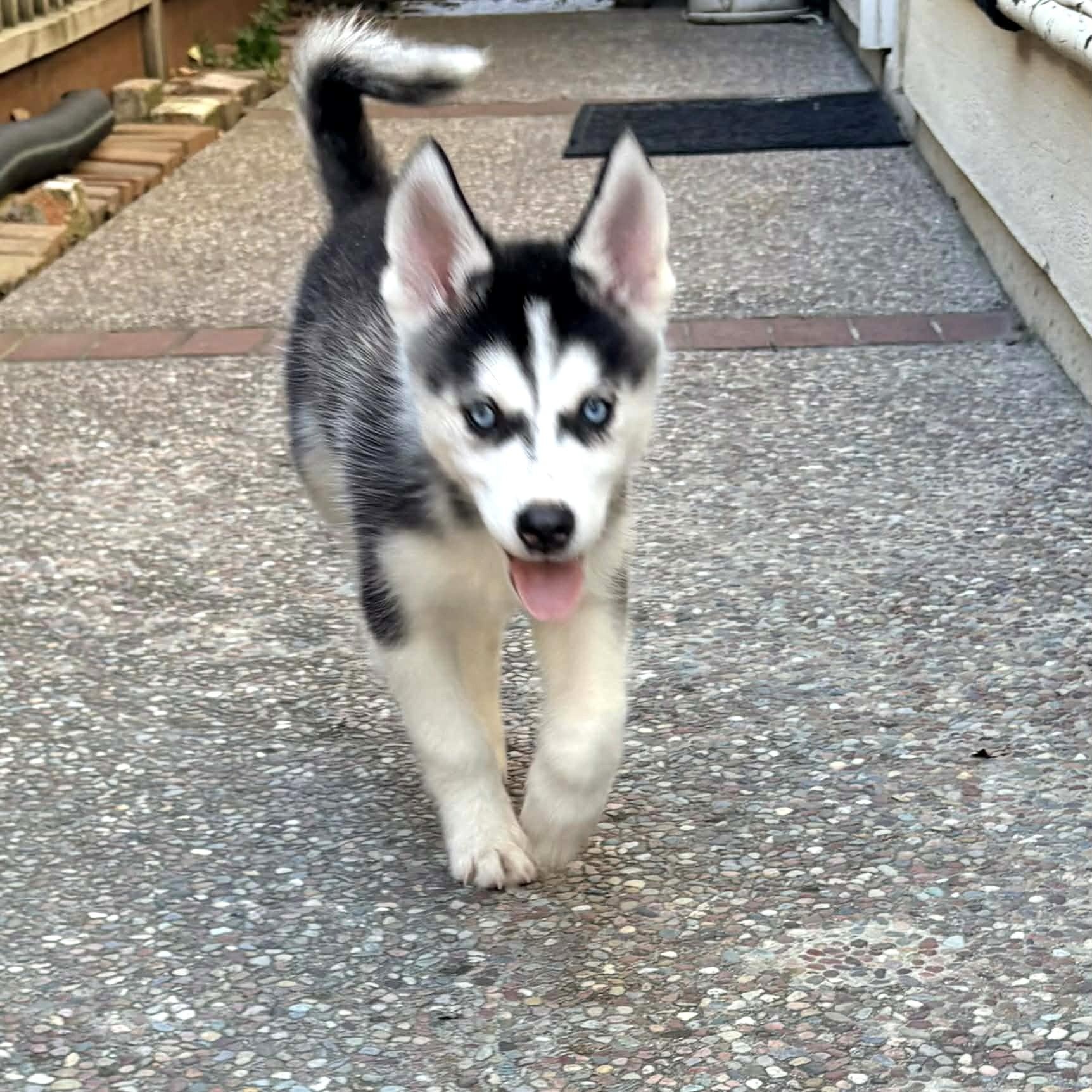 Feta , adopted, Puppy Male Siberian Husky.