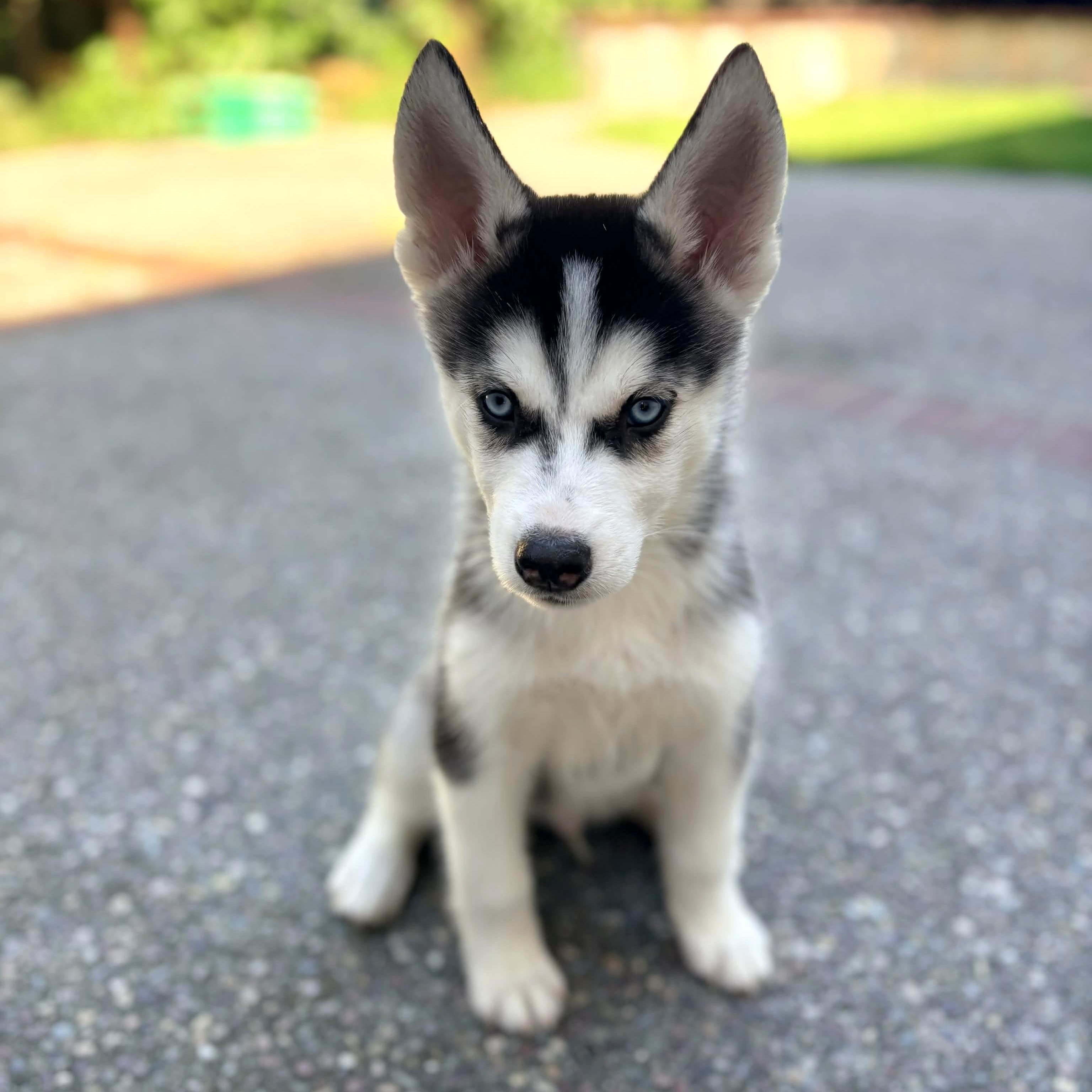 Enlarge Feta , an adopted Siberian Husky in Sunnyvale, CA image 4/4