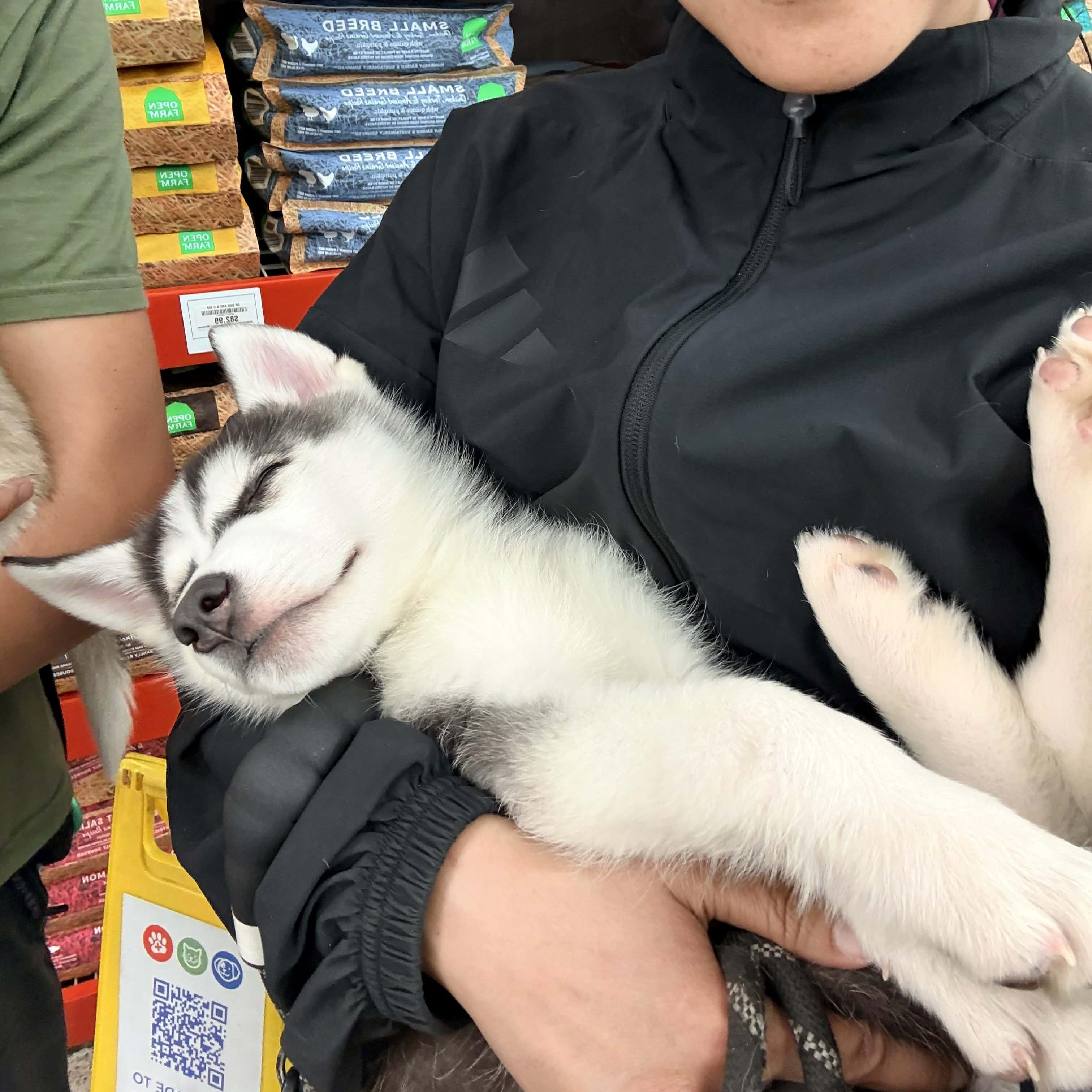 Enlarge Feta , an adopted Siberian Husky in Sunnyvale, CA image 3/4