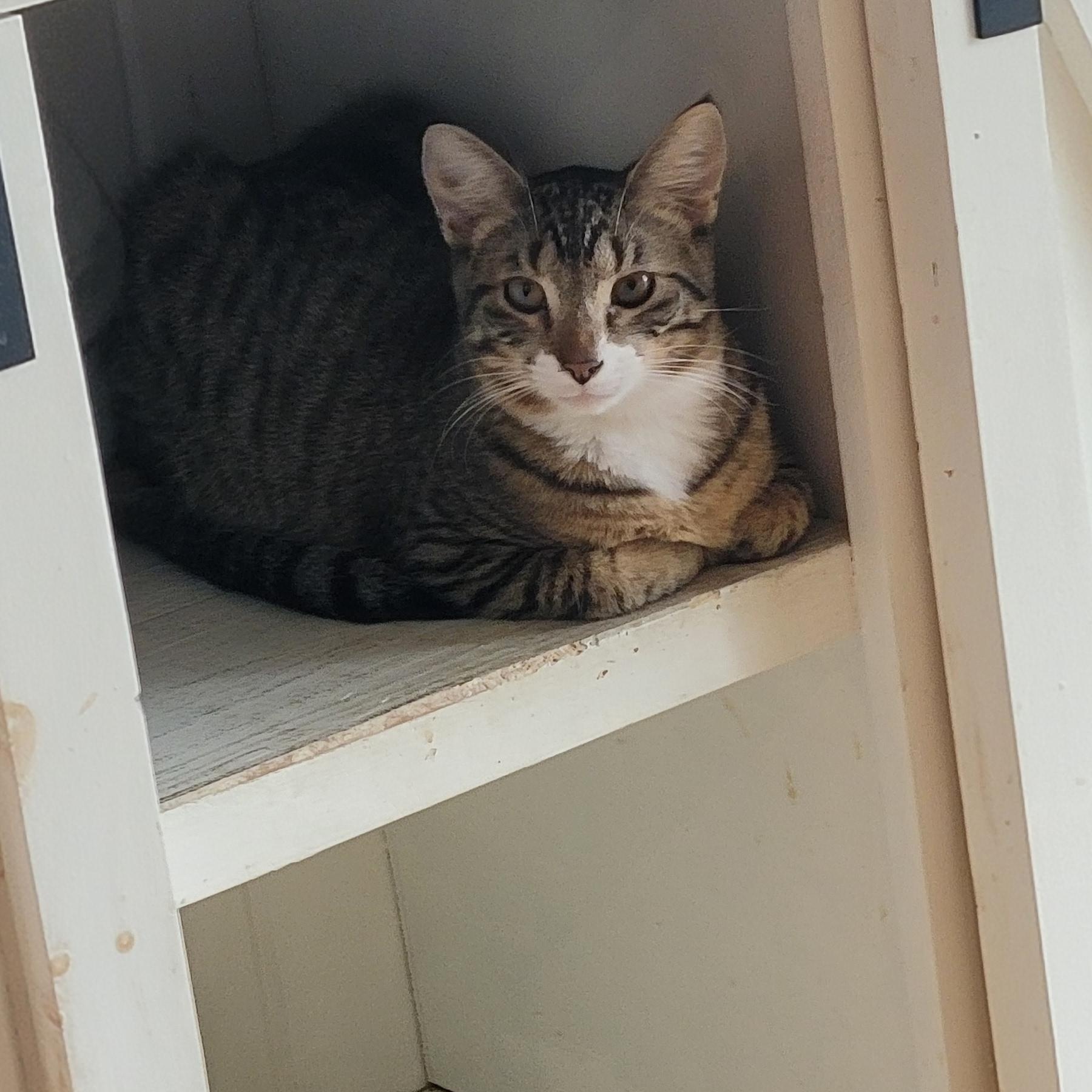 Cricket Adopted 12.5.25, a Adoptable Domestic Short Hair in Wyandotte, MI image 6/6