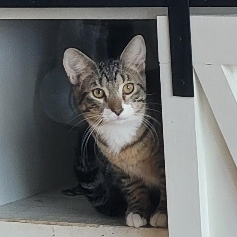 Cricket Adopted 12.5.25, a Adoptable Domestic Short Hair in Wyandotte, MI image 1/6