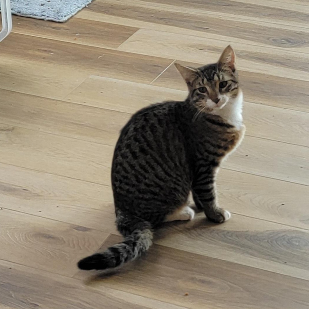 Cricket Adopted 12.5.25, a Adoptable Domestic Short Hair in Wyandotte, MI image 4/6