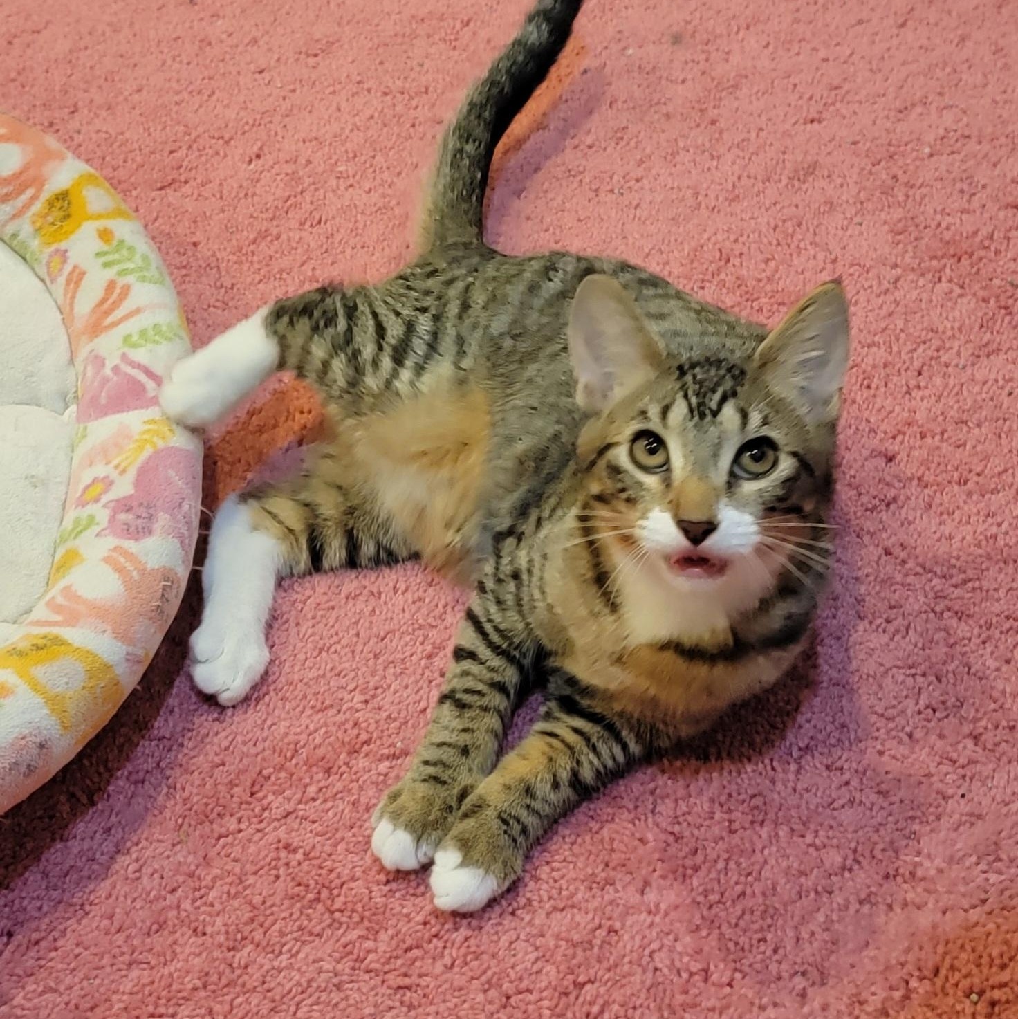 Cricket Adopted 12.5.25, a Adoptable Domestic Short Hair in Wyandotte, MI image 2/6