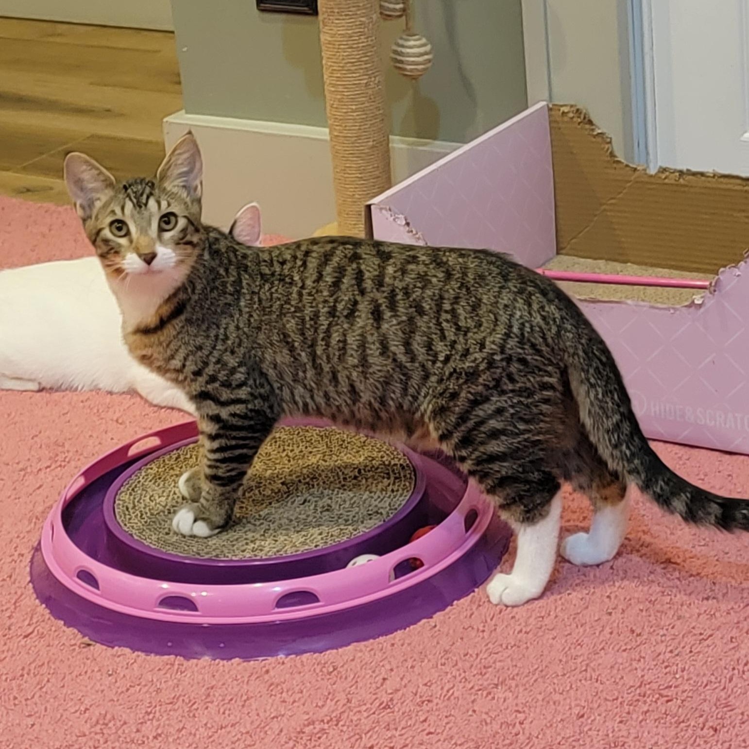 Cricket Adopted 12.5.25, a Adoptable Domestic Short Hair in Wyandotte, MI image 3/6