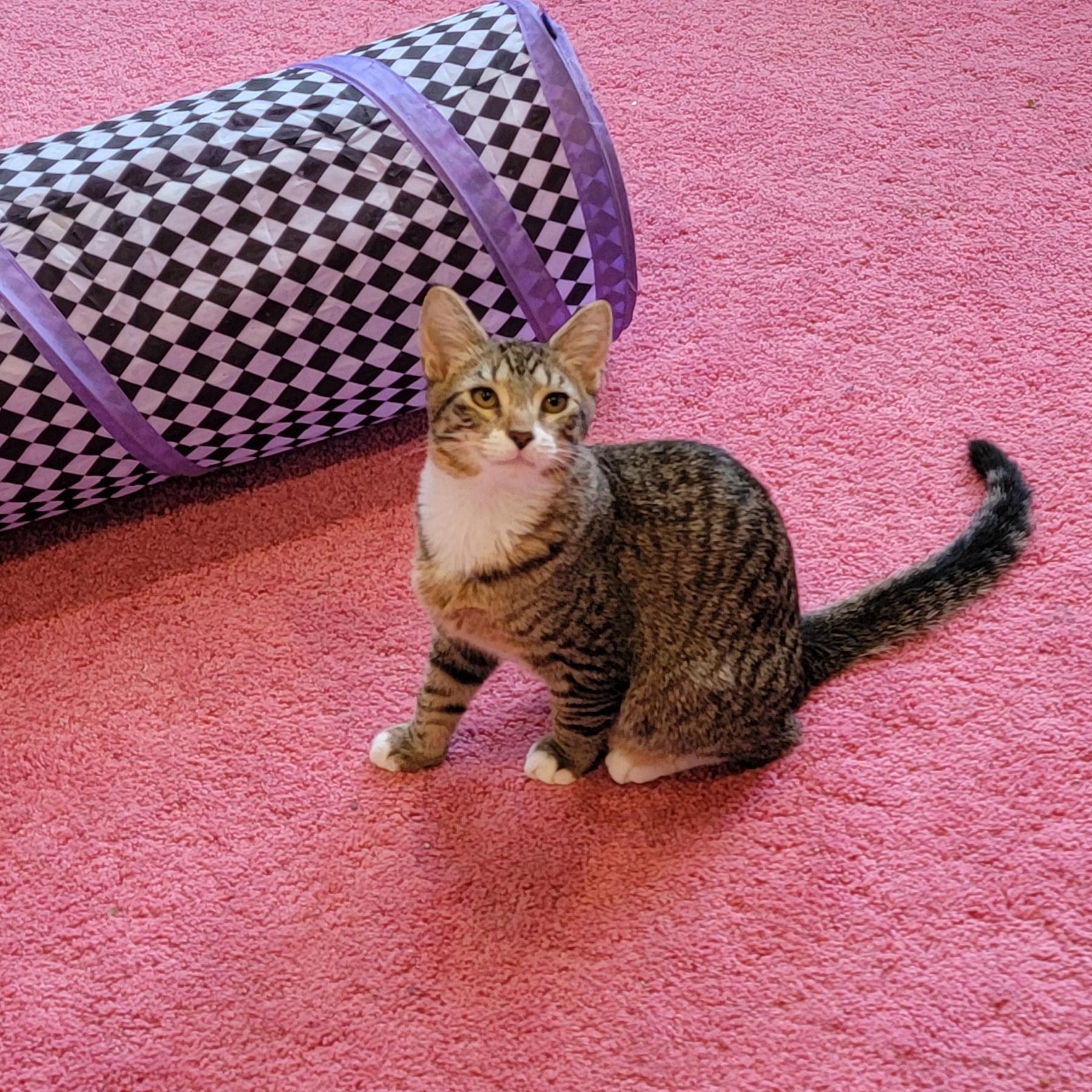 Cricket Adopted 12.5.25, a Adoptable Domestic Short Hair in Wyandotte, MI image 5/6