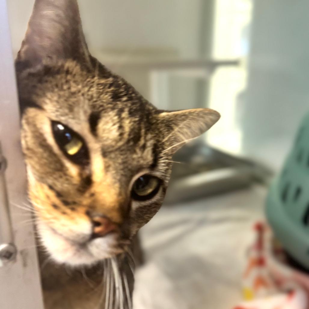 Enlarge Maxine, a Adoptable Domestic Short Hair in Wheeling, IL image 1/6