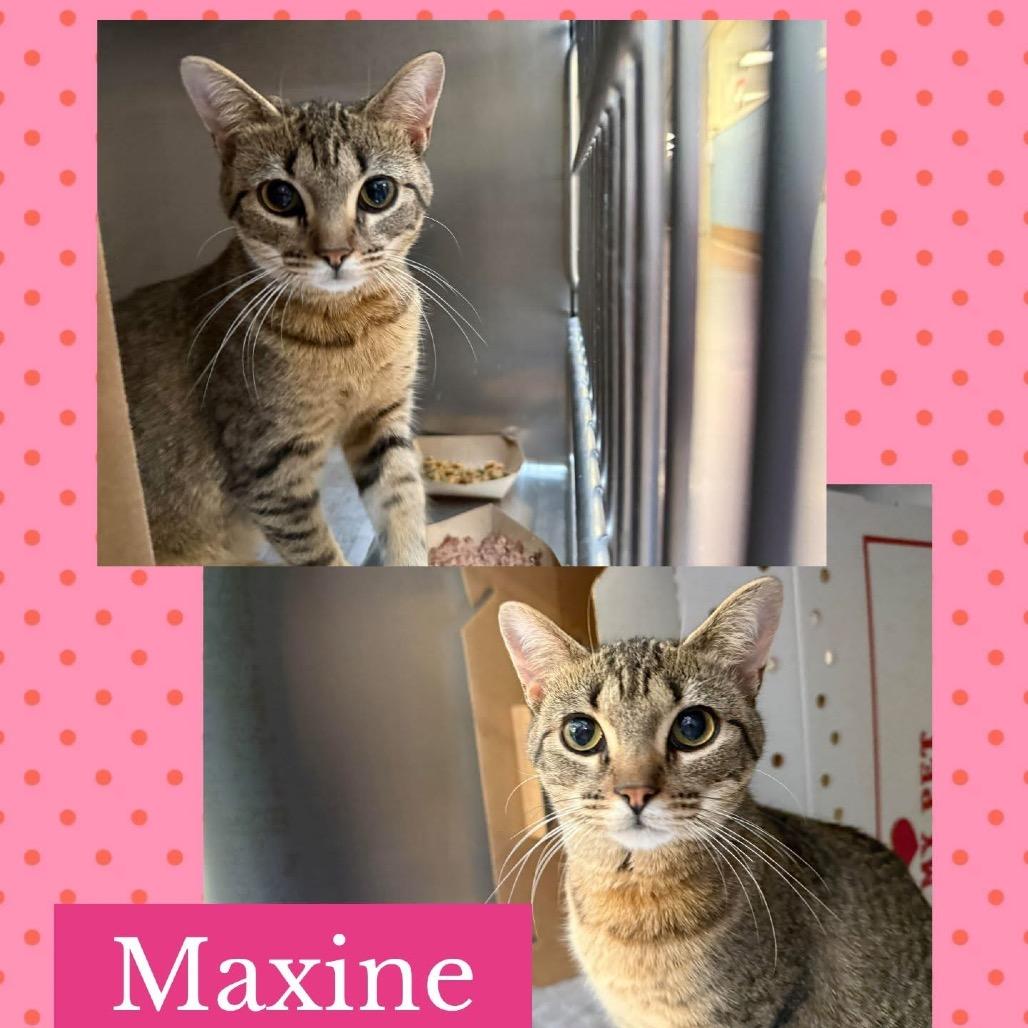 Enlarge Maxine, a Adoptable Domestic Short Hair in Wheeling, IL image 2/6
