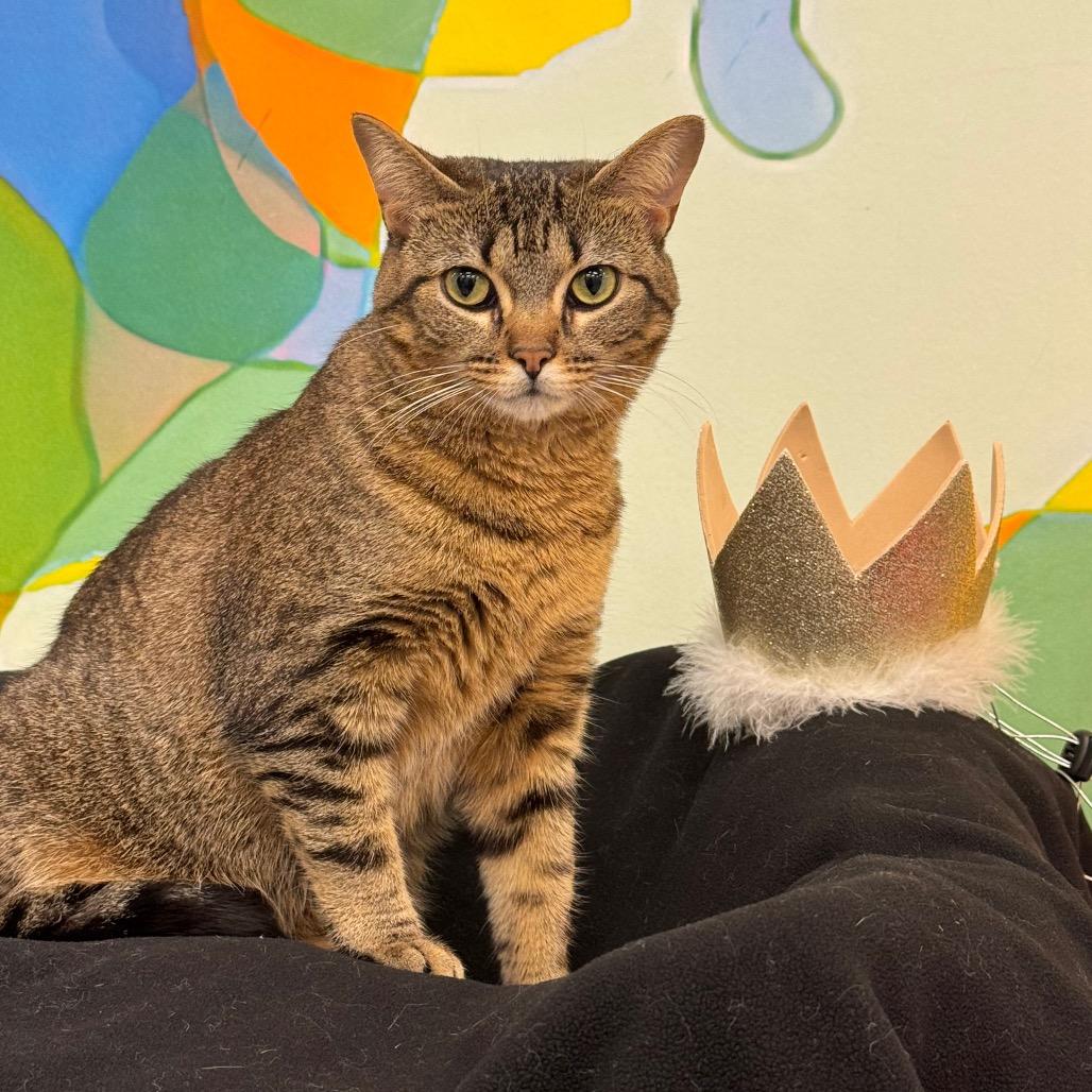 Enlarge Maxine, a Adoptable Domestic Short Hair in Wheeling, IL image 3/6