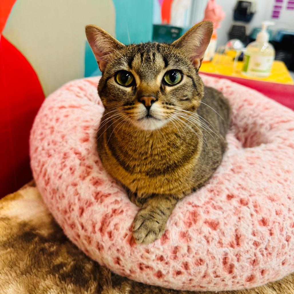 Enlarge Maxine, a Adoptable Domestic Short Hair in Wheeling, IL image 3/6