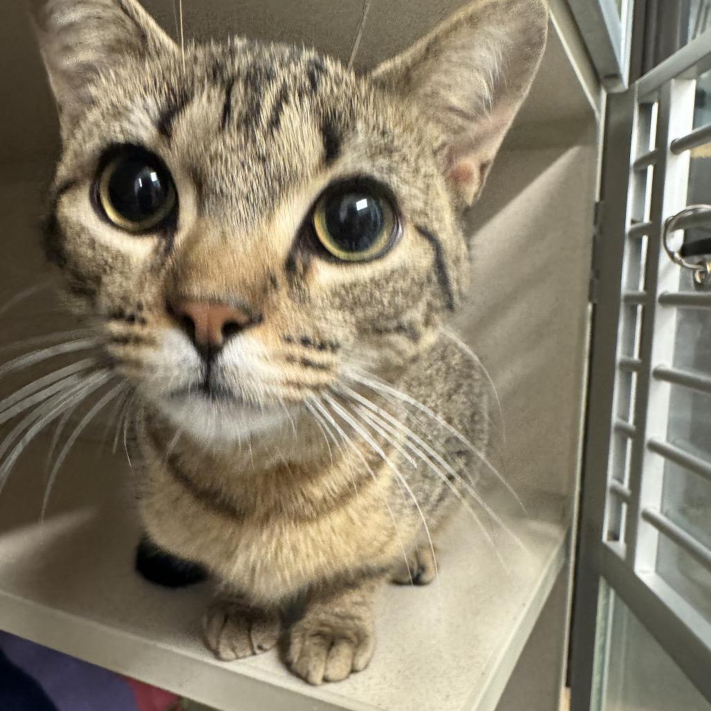 Enlarge Maxine, a Adoptable Domestic Short Hair in Wheeling, IL image 4/6