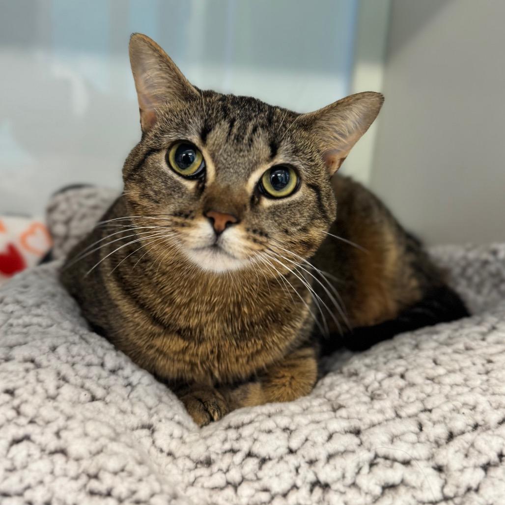 Enlarge Maxine, a Adoptable Domestic Short Hair in Wheeling, IL image 5/6