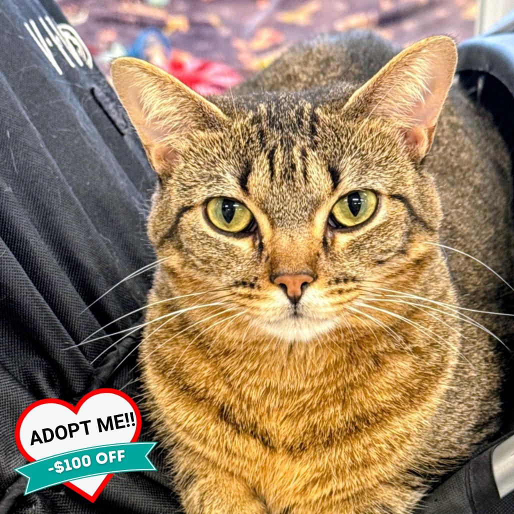 Enlarge Maxine, a Adoptable Domestic Short Hair in Wheeling, IL image 5/6
