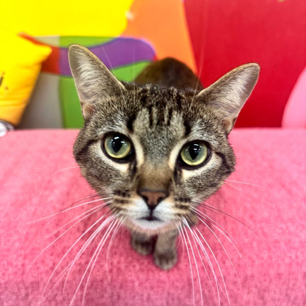 Enlarge Maxine, a Adoptable Domestic Short Hair in Wheeling, IL image 6/6