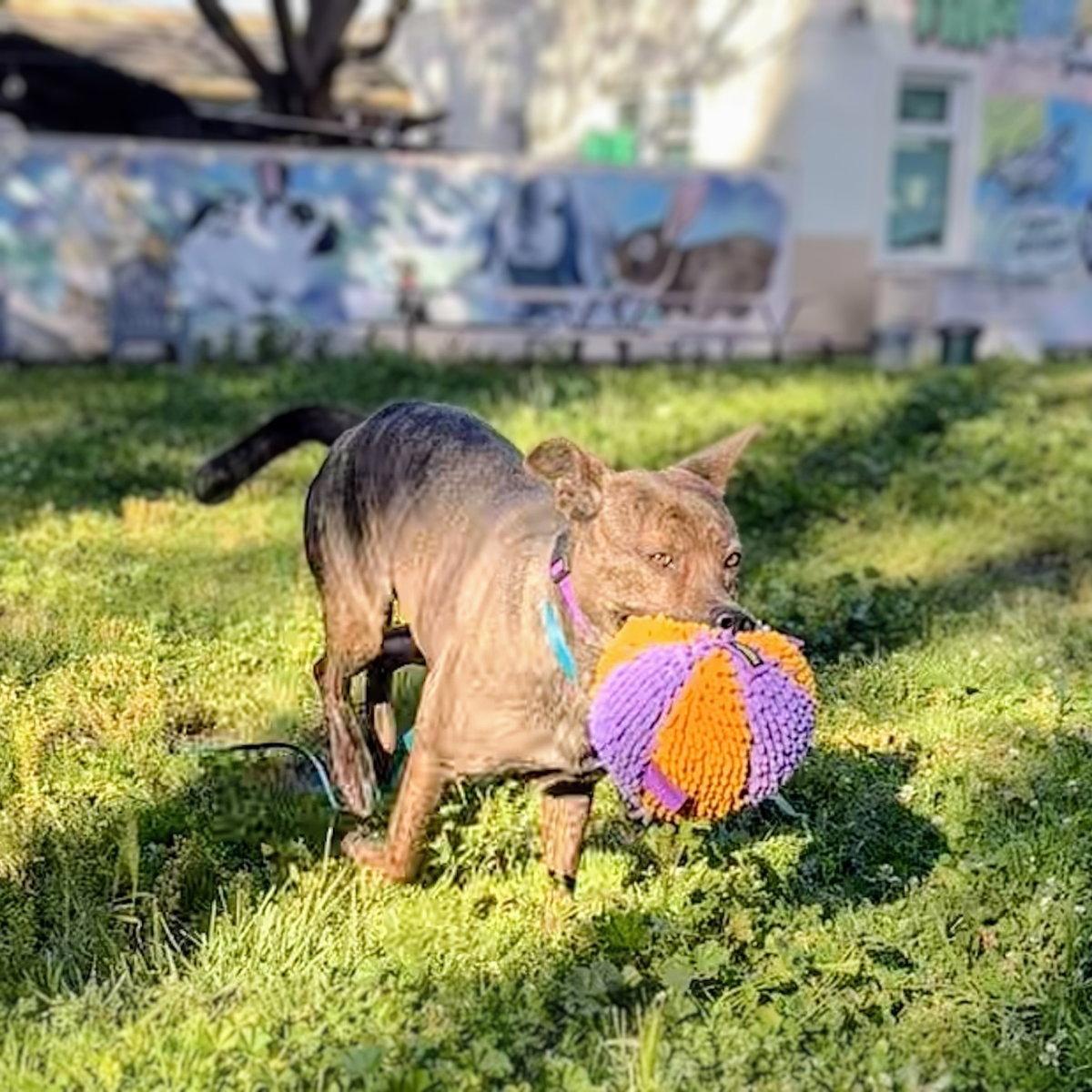 Chrisi, Adoptable, Young Female Shepherd.