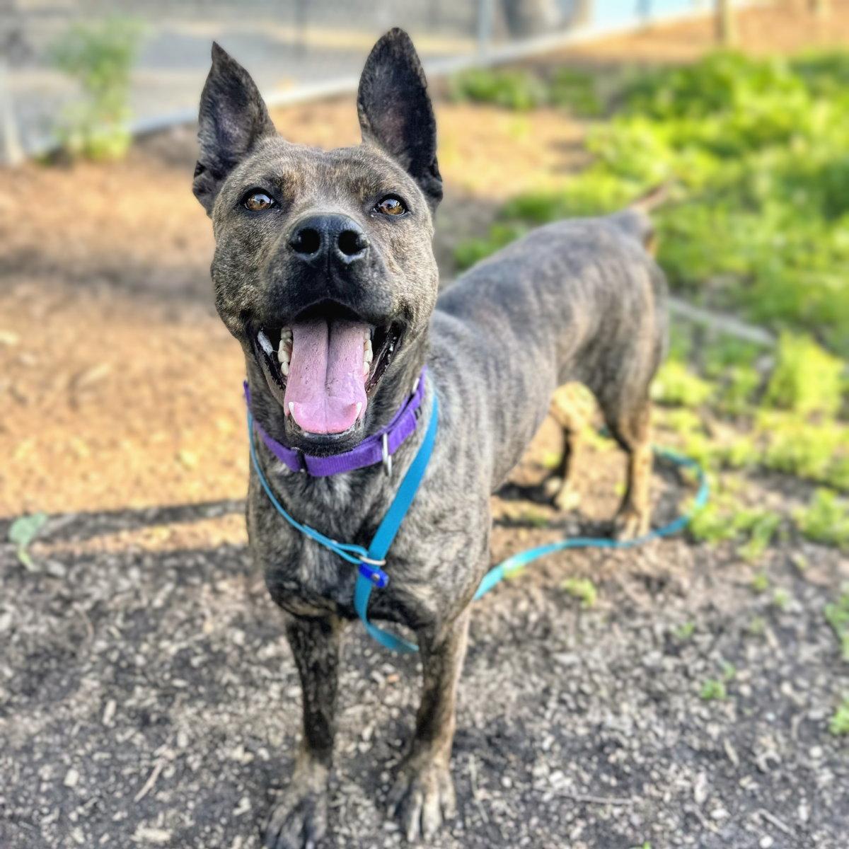 Enlarge Chrisi, a Adoptable Shepherd in Oakland, CA image 2/3