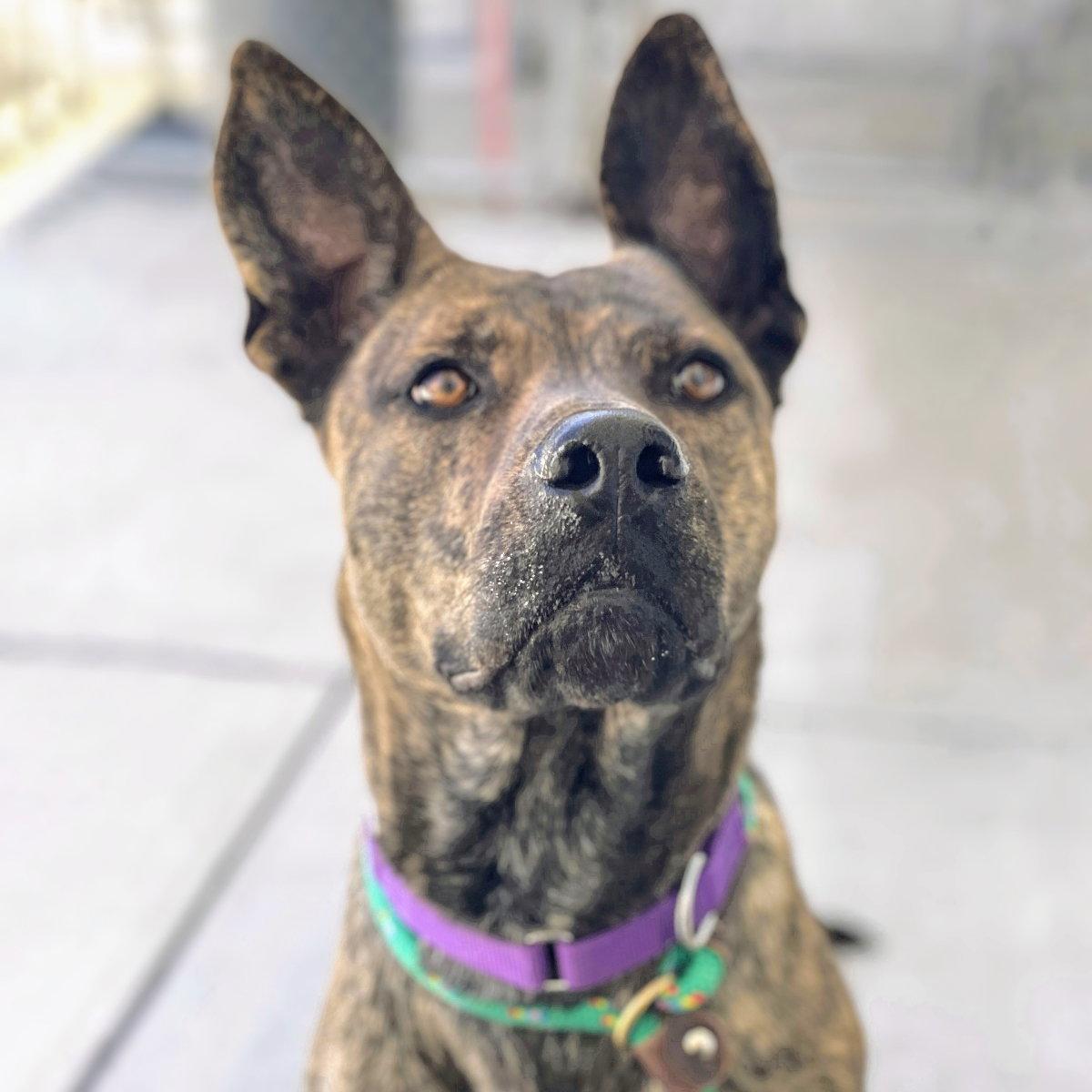 Enlarge Chrisi, a Adoptable Shepherd in Oakland, CA image 2/3