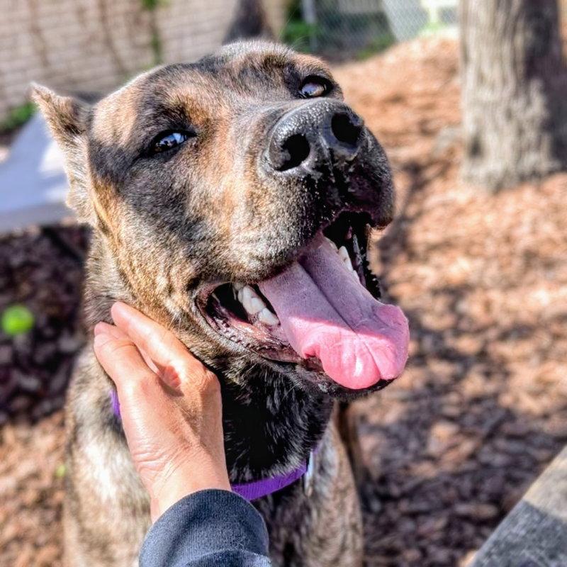 Chrisi, Adoptable, Young Female Shepherd.