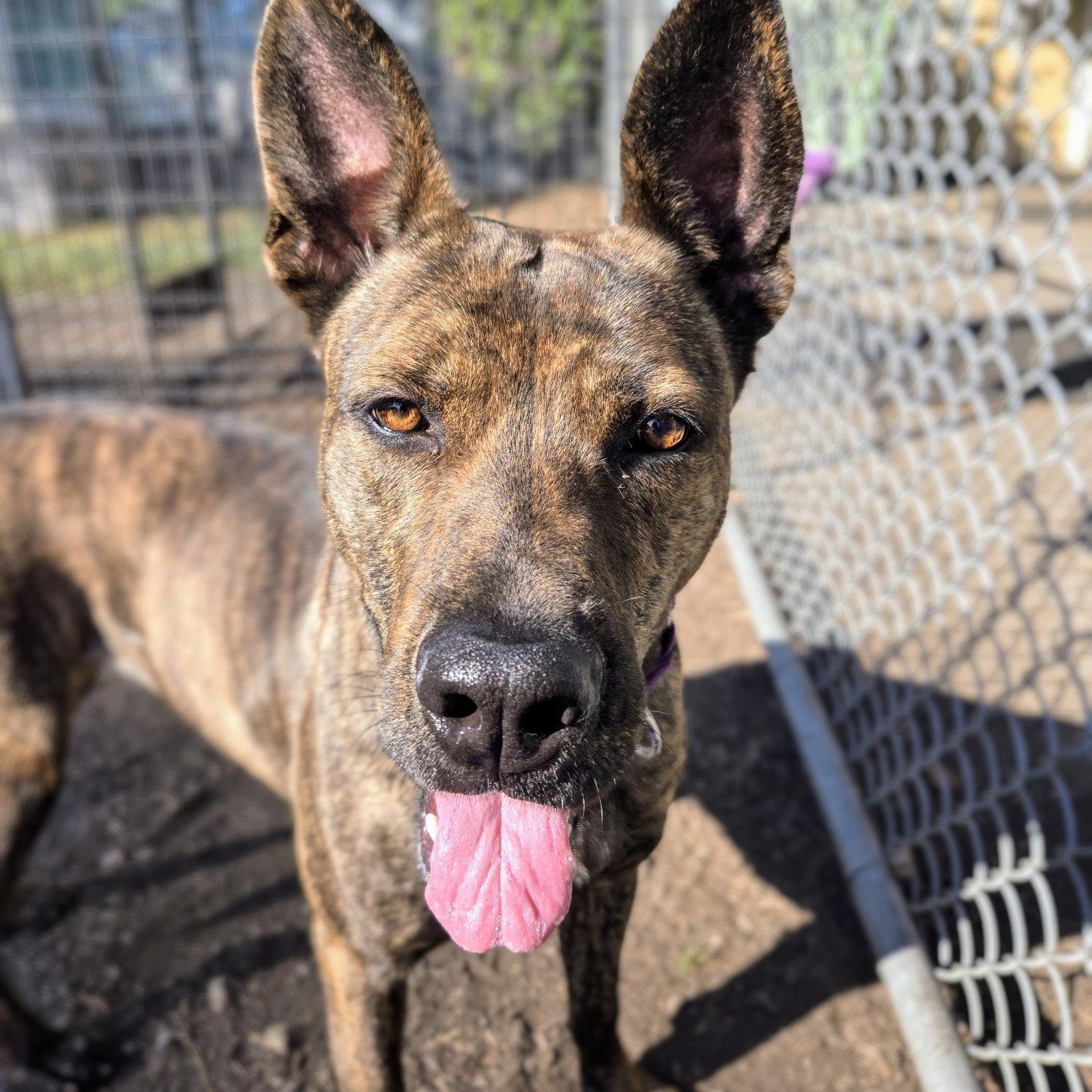 Enlarge Chrisi, a Adoptable Shepherd in Oakland, CA image 1/3