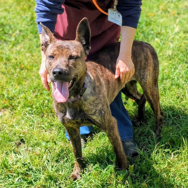 Enlarge Chrisi, a Adoptable Shepherd in Oakland, CA image 3/3