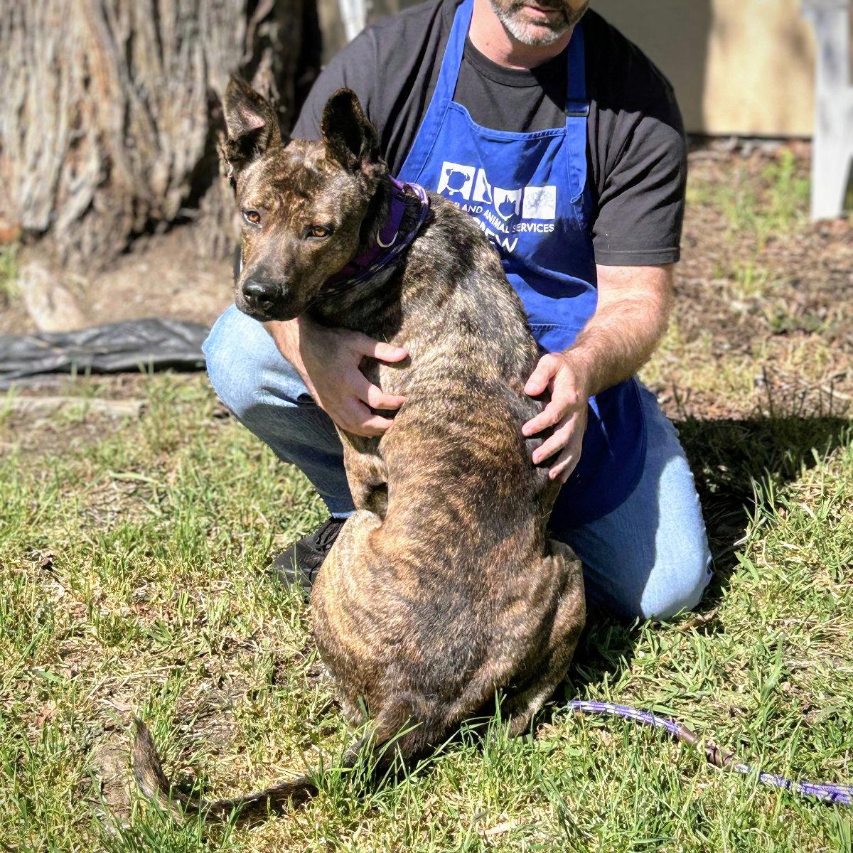 Enlarge Chrisi, a Adoptable Shepherd in Oakland, CA image 3/3