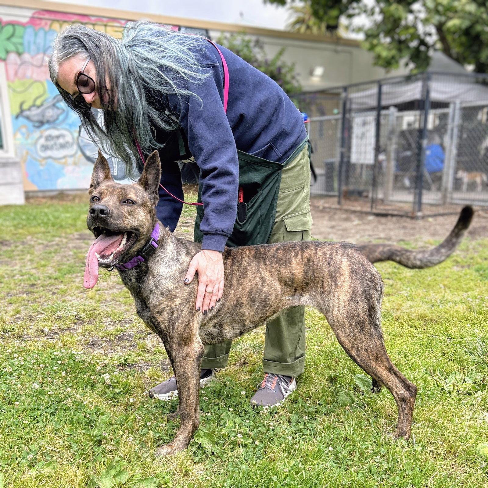 Enlarge Chrisi, a Adoptable Shepherd in Oakland, CA image 2/3