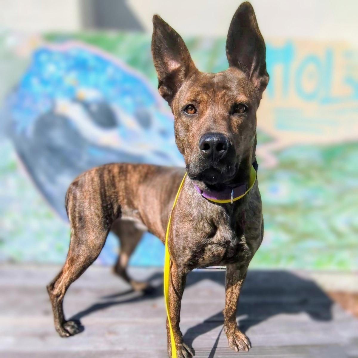 Enlarge Chrisi, a Adoptable Shepherd in Oakland, CA image 3/3
