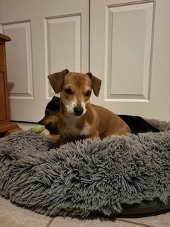 Salsa, Adopted, Adult Male Chihuahua & Dachshund.