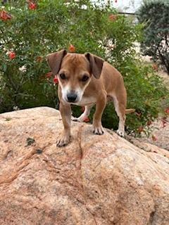 Enlarge Salsa, a Adopted mixed breed in Puerto Penasco, SON image 2/4