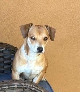 Enlarge Salsa, a Adopted mixed breed in Puerto Penasco, SON image 3/4