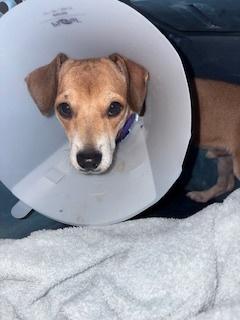 Enlarge Salsa, a Adopted mixed breed in Puerto Penasco, SON image 4/4