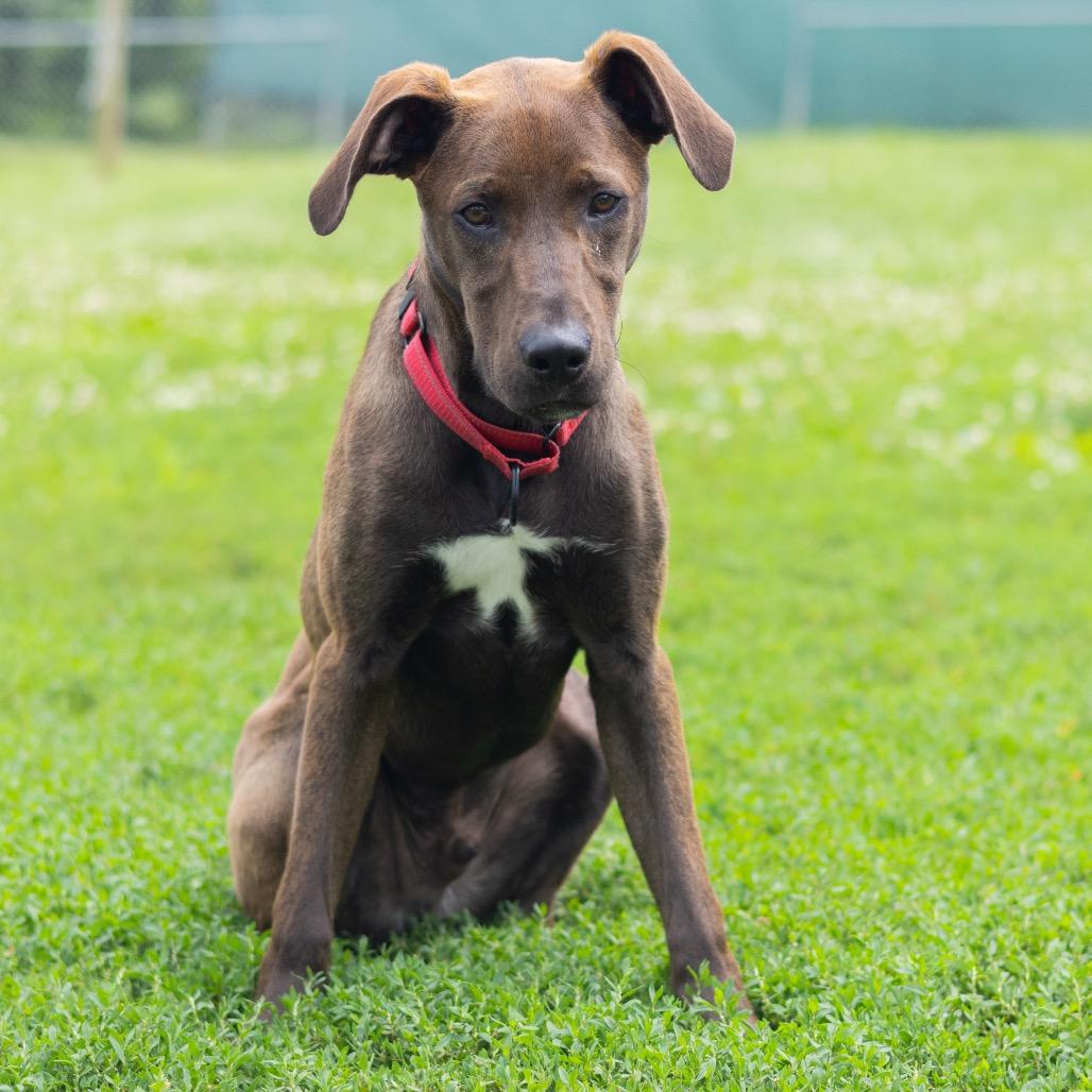 Squirt, Adoptable, Young Male Mixed Breed.