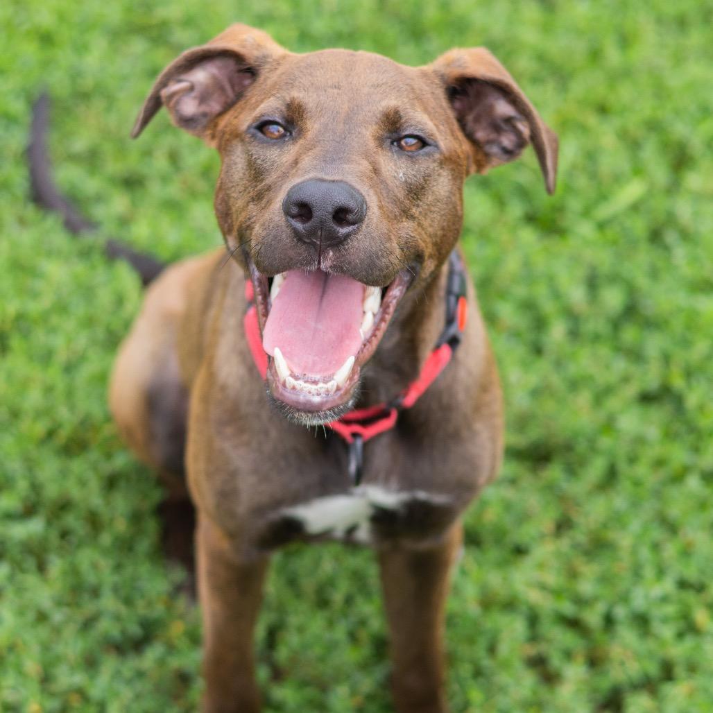 Enlarge Squirt, a Adoptable Mixed Breed in Wilmington, DE image 2/6